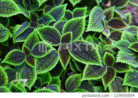 Pilea involucrata Moon Valley, Black and green leaves 129008894