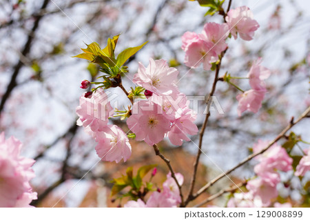 Branches of sakura flowers, cherry blossom 129008899