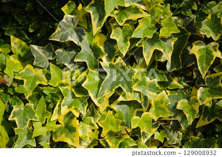Variegated ivy leaves with bright green and yellow tones. 129008932