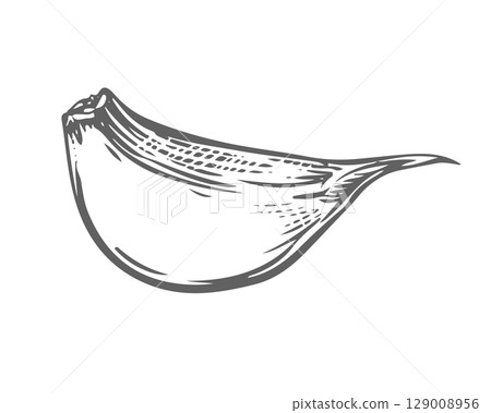 Vector sketch of a garlic clove. Hand drawn illustration in engraving style. Detailed drawing of aromatic seasoning with ink and brush. Garlic clove lies on the table. Ideal for menu, label. 129008956