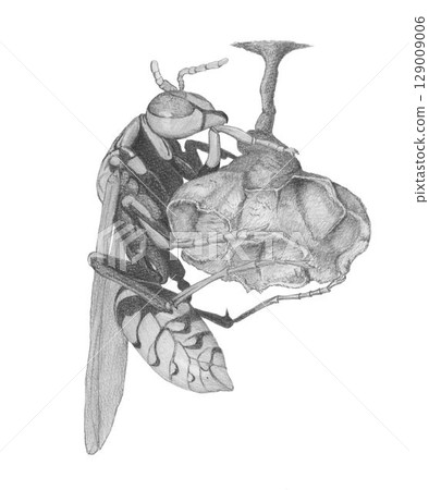 Polistes sieboldii_pencil drawing 129009006