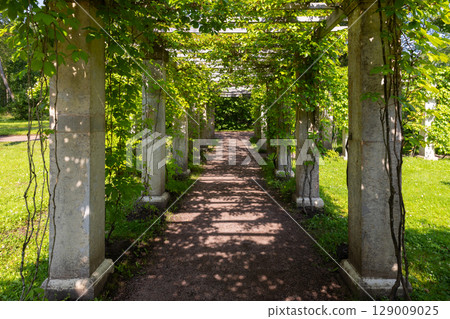 Serene Garden Walkway with Stone Columns and Lush Green Foliage Serene Garden Walkway with Stone Columns and Lush Green Foliage 129009025