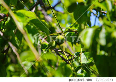 Prunus mume fruits on tree 129009074