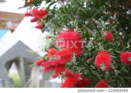 Red flower of bottle brush tree Red flower of bottle brush tree 129009089