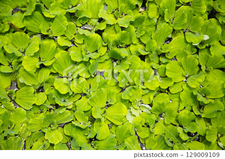 Dense cluster of Pistia (water lettuce) floating on the pond surface. Dense cluster of Pistia (water lettuce) floating on the pond surface. 129009109