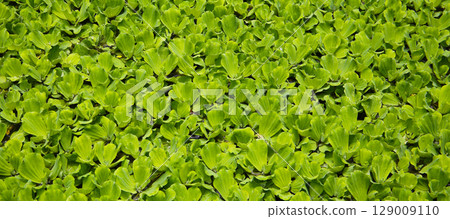 Dense cluster of Pistia (water lettuce) floating on the pond surface. Dense cluster of Pistia (water lettuce) floating on the pond surface. 129009110
