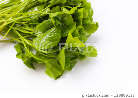 Gotu kola plant, Fresh green leaves of herb 129009132