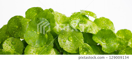Green leaves of centella asiatica with rain drop (Gotu Kola) Fresh herb plant 129009134