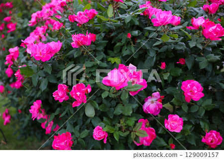 Bright pink roses blooming in lush green foliage. Bright pink roses blooming in lush green foliage. 129009157