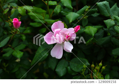 A beautiful rose bush in a public park in Japan A beautiful rose bush in a public park in Japan 129009158