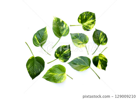 Variegated pothos leaves with green and yellow patterns. Variegated pothos leaves with green and yellow patterns. 129009210