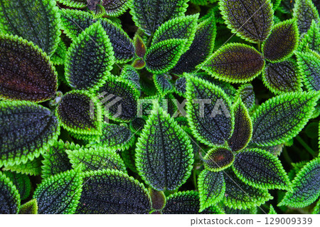 Pilea involucrata Moon Valley, Black and green leaves 129009339