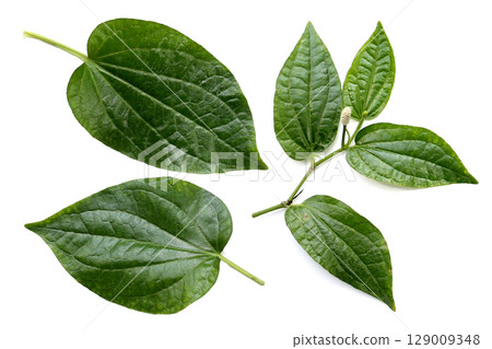Fresh wild betel leaves with flower 129009348