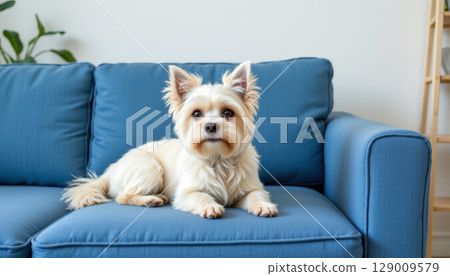 Small white dog lying on blue sofa indoors with calm expression and cozy home background 129009579