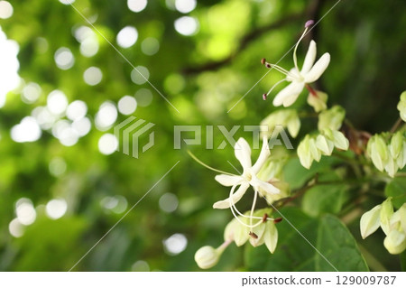 Rabbit flowers Rabbit flowers 129009787