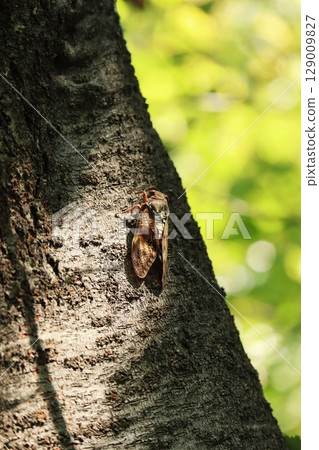 Abra Zemi stopping in a tree 129009827