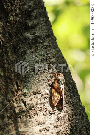 Abra Zemi stopping in a tree 129009828
