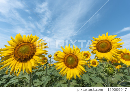 Sunflowers in full bloom. Sunflower fields in Yamamoto Town, Miyagi Prefecture (2025 Yamamoto Sunflower Festival). Yamamoto Town, Miyagi Prefecture. 129009947