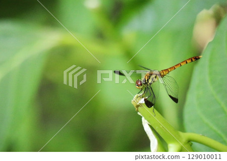 Dragonfly Dragonfly 129010011