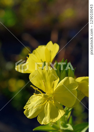 Affiliation Affiliation 129010043