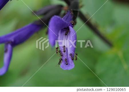 Purple flower and small ants 129010065