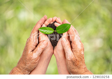 Elderly and young hands holding soil with a green plant symbolizing growth and care Elderly and young hands holding soil with a green plant symbolizing growth and care 129010258
