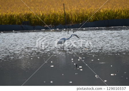蒼鷺在稻田裡尋找食物 129010337