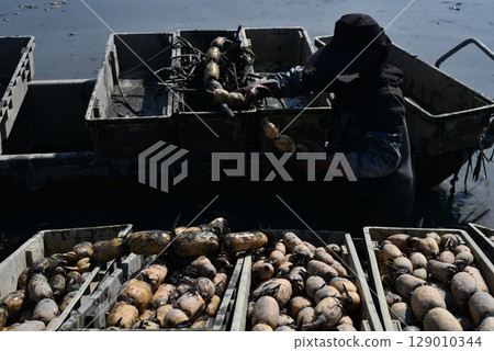 A person harvesting a lot of lotus root A person harvesting a lot of lotus root 129010344