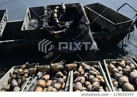 A person harvesting a lot of lotus root A person harvesting a lot of lotus root 129010345