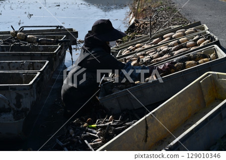 A person harvesting a lot of lotus root A person harvesting a lot of lotus root 129010346
