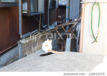 景觀與一隻貓 129010379