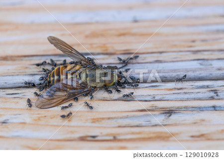 Stock photo of black ants swarming on the carcass of a horsefly Stock photo of black ants swarming on the carcass of a horsefly 129010928