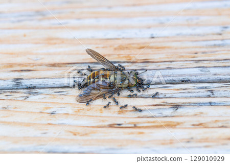 Stock photo of black ants swarming on the carcass of a horsefly Stock photo of black ants swarming on the carcass of a horsefly 129010929