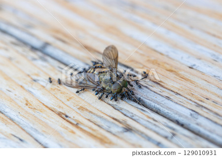 Stock photo of black ants swarming on the carcass of a horsefly Stock photo of black ants swarming on the carcass of a horsefly 129010931