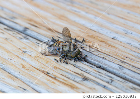 Stock photo of black ants swarming on the carcass of a horsefly 129010932