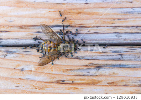 Stock photo of black ants swarming on the carcass of a horsefly Stock photo of black ants swarming on the carcass of a horsefly 129010933