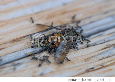 Stock photo of black ants swarming on the carcass of a horsefly Stock photo of black ants swarming on the carcass of a horsefly 129010940