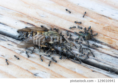 Stock photo of black ants swarming on the carcass of a horsefly Stock photo of black ants swarming on the carcass of a horsefly 129010941