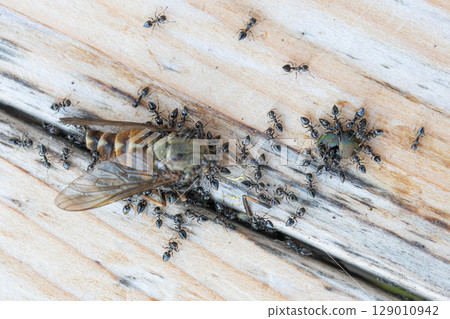 Stock photo of black ants swarming on the carcass of a horsefly Stock photo of black ants swarming on the carcass of a horsefly 129010942