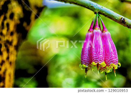 大花愛神花 大花愛神花 129010953