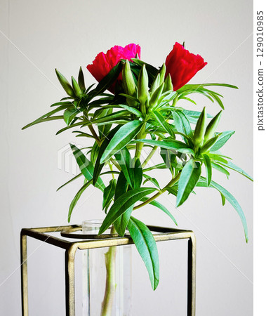 花瓶中的紅色 Godetia 129010985