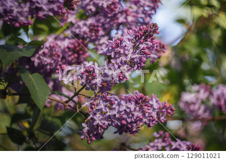 Purple lilac buds in spring 129011021