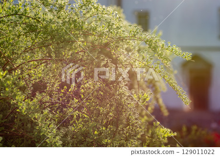 A flowering bush in the monastery garden A flowering bush in the monastery garden 129011022
