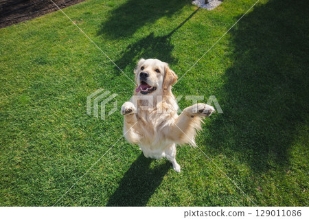 Golden retriever happily leaps to catch a purple toy ring in a sunny green backyard 129011086