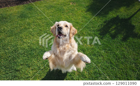 Golden retriever happily jumps on hind legs outdoors, playing with a toy on bright green grass, showing lively and playful energy Golden retriever happily jumps on hind legs outdoors, playing with a toy on bright green grass, showing lively and playful energy 129011090