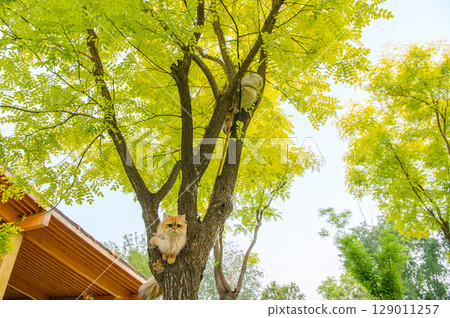 Cat on tree 129011257