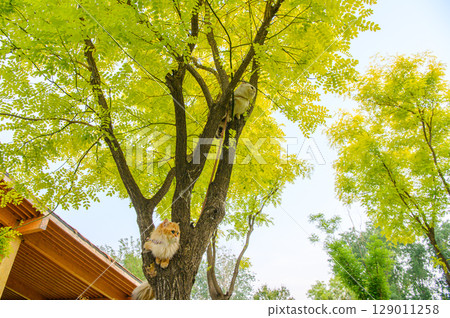 Cat on tree 129011258