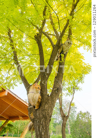 Cat on tree 129011264