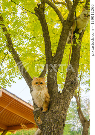 Cat on tree 129011266
