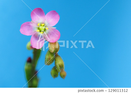 Flower of a wild parrots soup 129011312